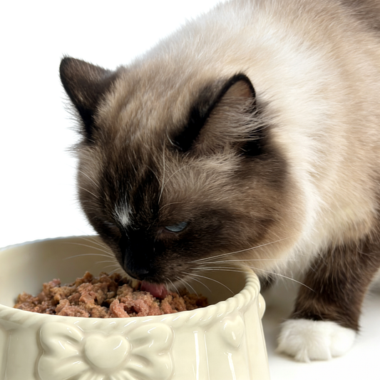 Bow-knot Yellow Ceramic Pet Bowl